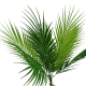 Букет ветка пальмы 50 см