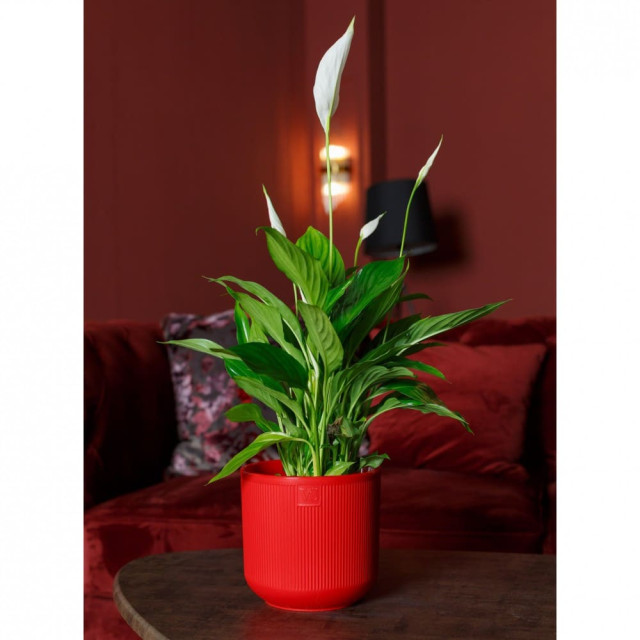 Горшок VipSet  AMR-3.1-10 Росси с дренажной системой красный 3.1 л