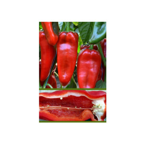 Перец Куртовская Капия 0.3 гр