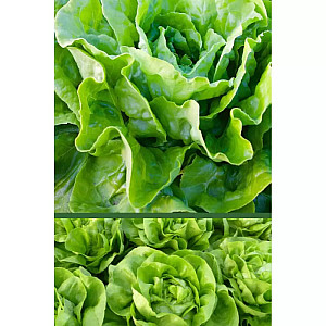 Салат Нансен ИП Семена 1 г