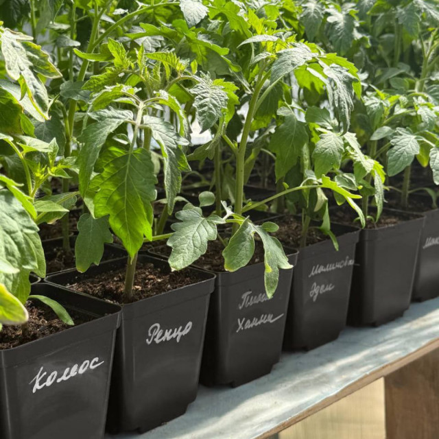 Горшок для рассады Гарденпласт Р9 квадратный литой 9*9*9.5 см 0.5 л