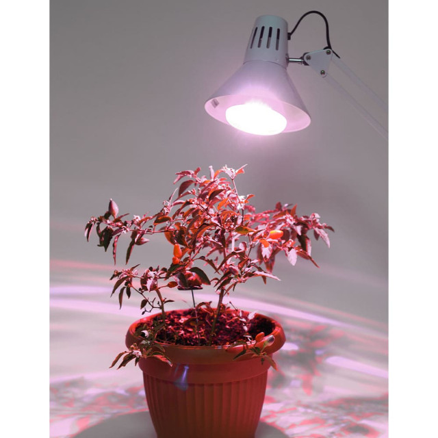 Лампа светодиодная Эра Led FITO-15W-Ra90-2150K-E27 Б0039173