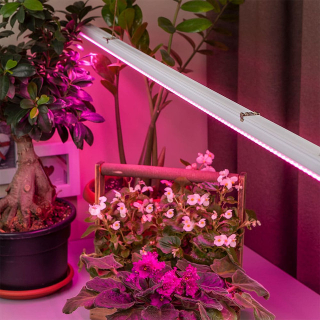 Лампа светодиодная Эра LED FITO-18W-RB-Т8-G13-NL Б0042990 красно-синего спектра 1200 мм