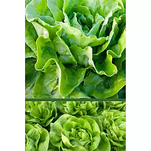 Салат Нансен ИП Семена 1 г